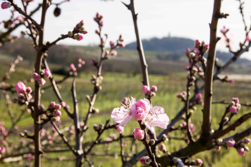 Mandelblüte im Februar