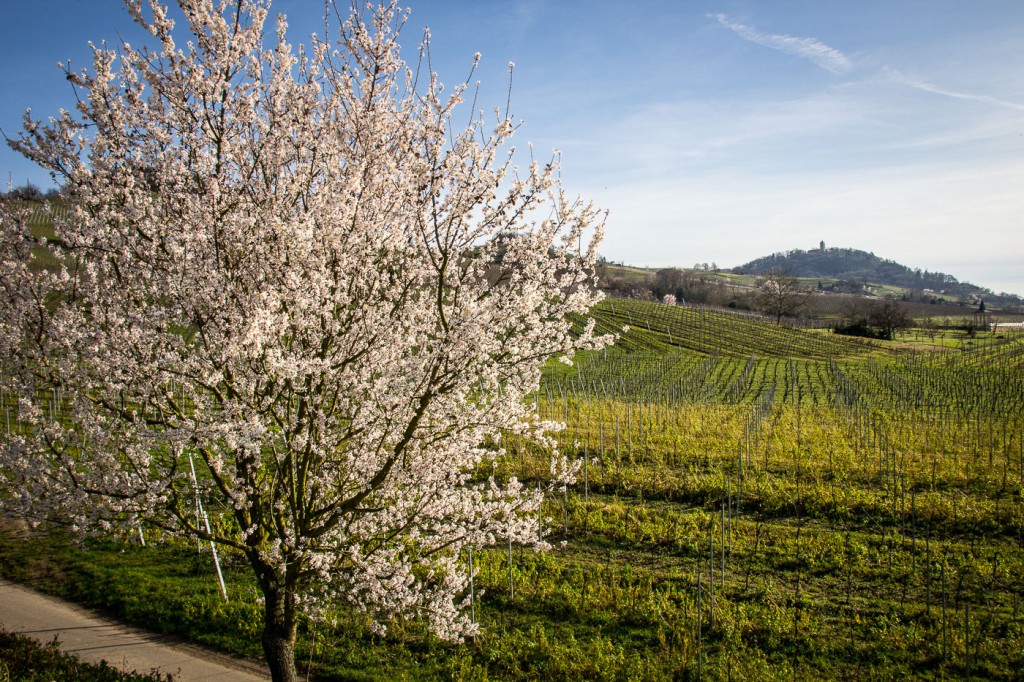 Mandelblüte im Februar