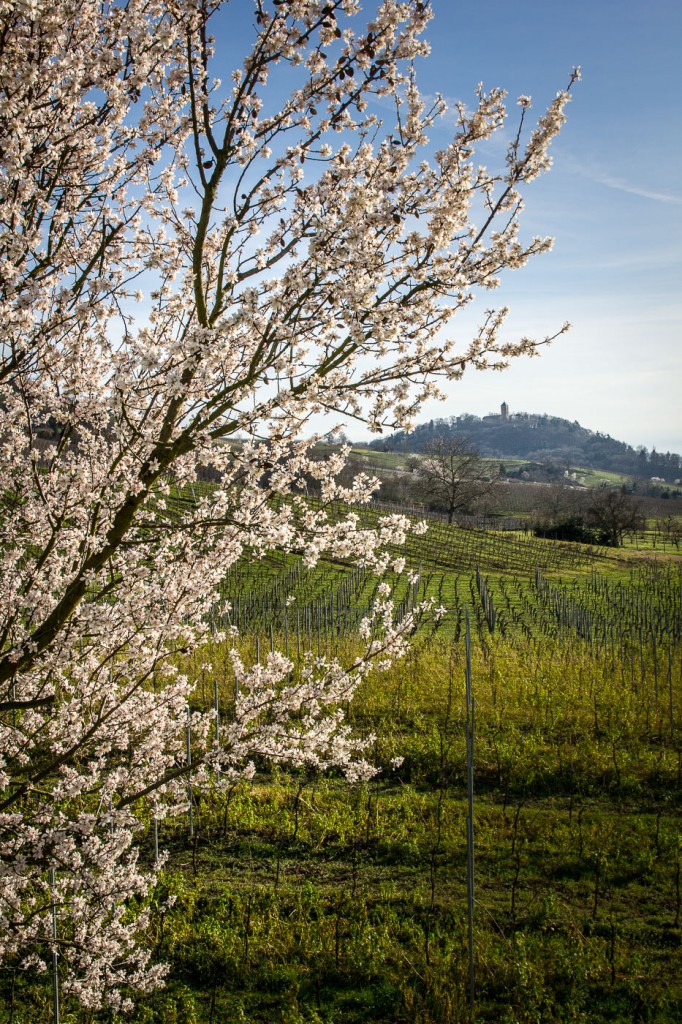 Mandelblüte im Februar