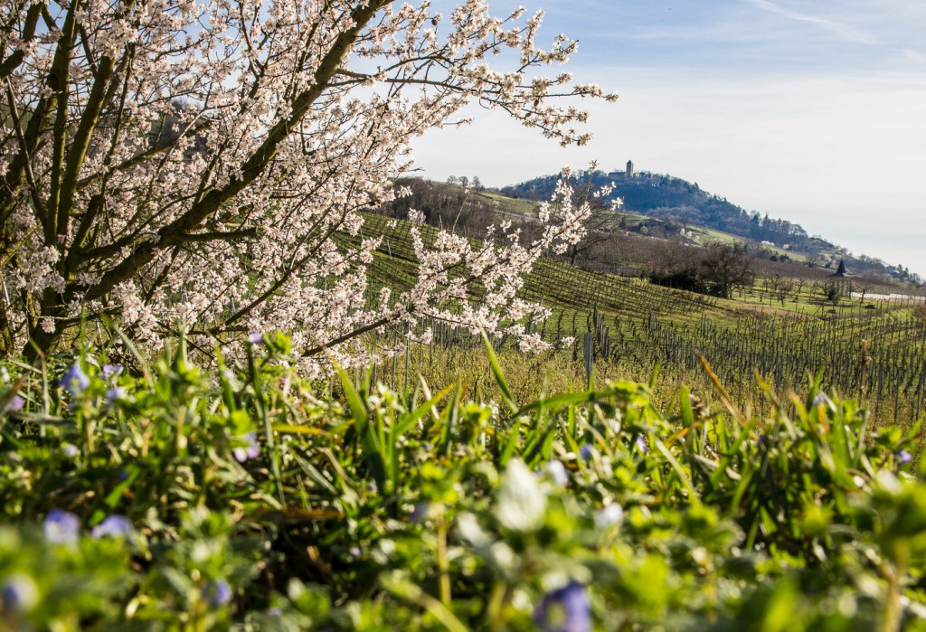 Mandelblüte im Februar