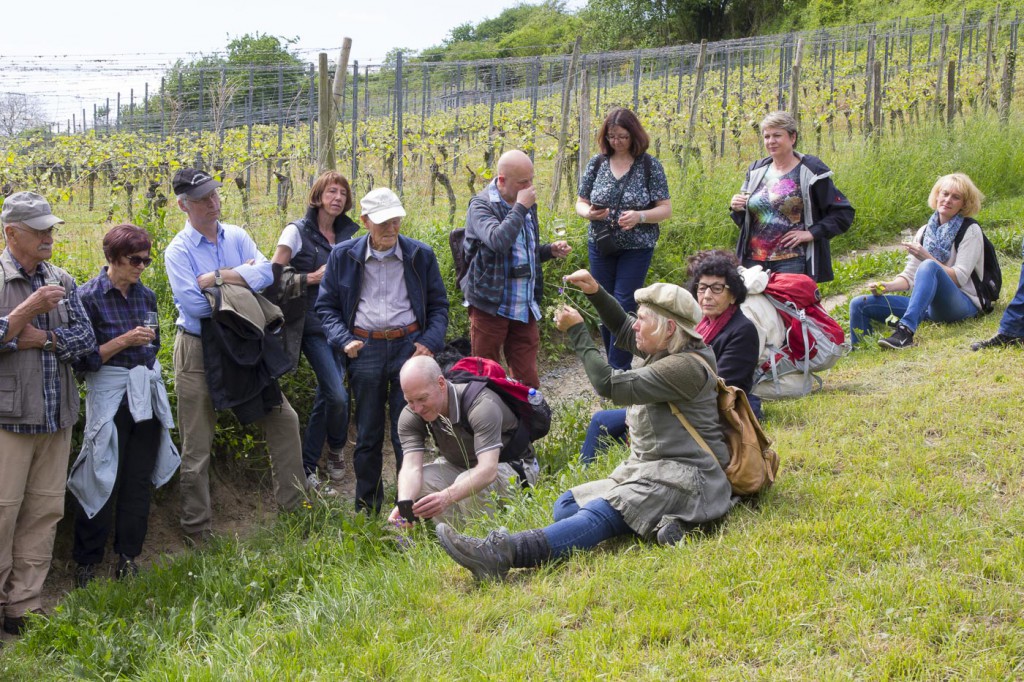 CG Wein Weinprobe Kräuter und Wein-10