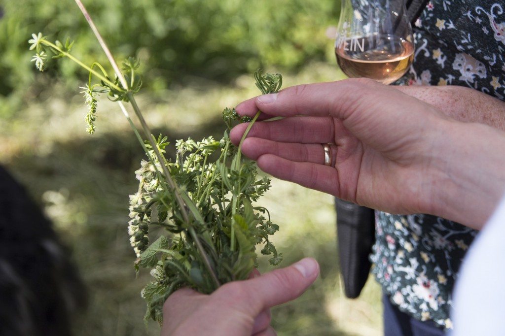 CG Wein Weinprobe Kräuter und Wein-22