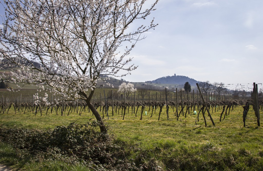 CG Wein Weinprobe mit Hüttenwanderung-8841