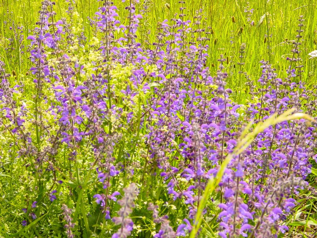 Eine Wiese bei Gronau mit Blüten.